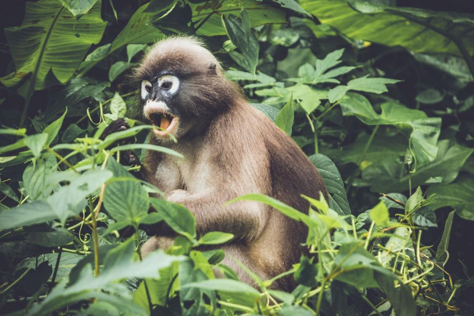 Free Image of Monkey Sitting in Lush Green Forest 
