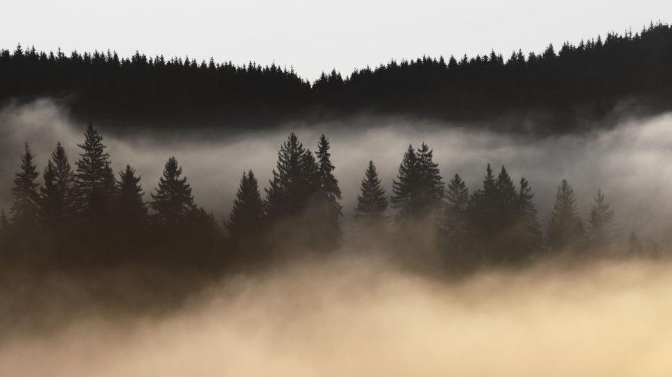 Free Image of Foggy Forest in Monochrome 