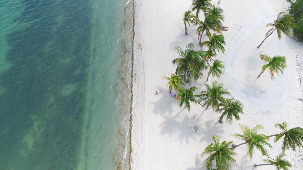 Free Image of Aerial View of a Beach With Palm Trees 