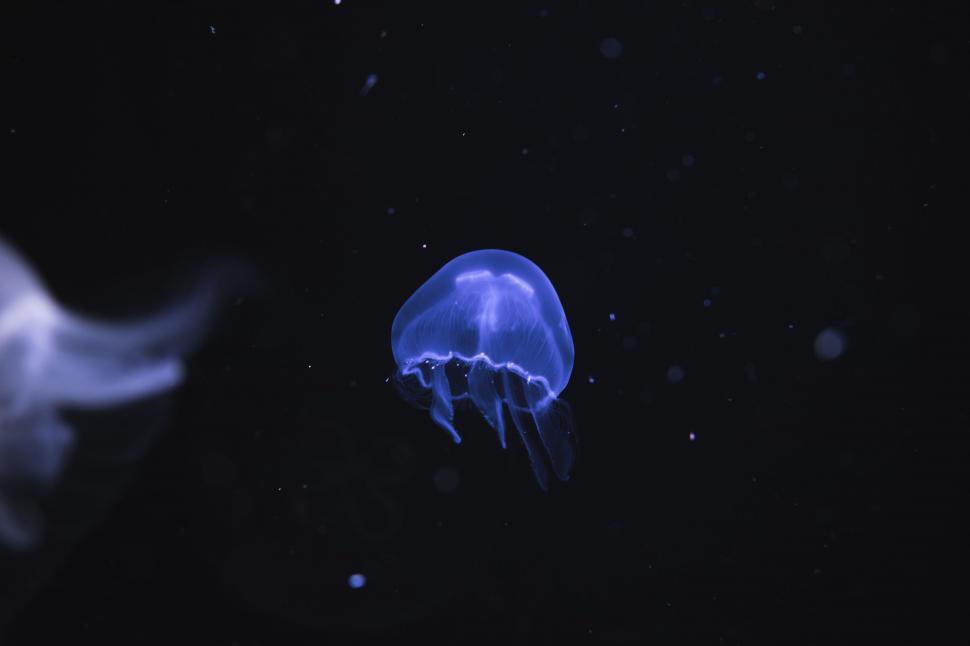 Free Image of Blue Jellyfish Floating in Dark Water 