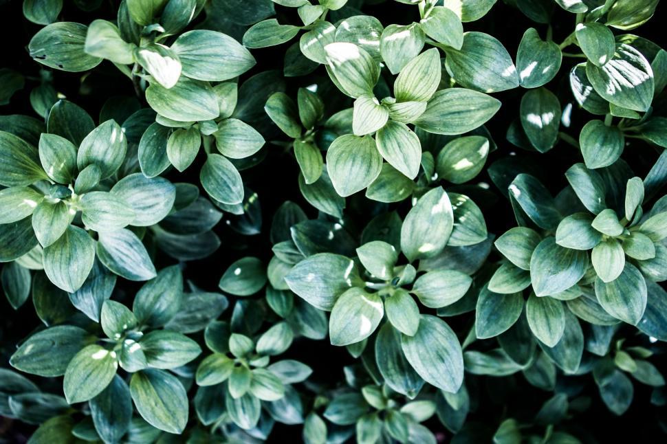 Free Image of Close Up of A Plant With Green Leaves 