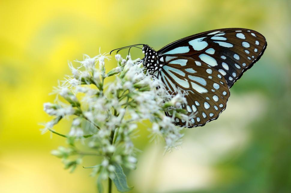 Free Image of Butterfly Resting on Flower Petals 