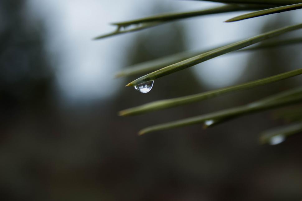 Free Image of Water Drop on Pine Tree Branch 