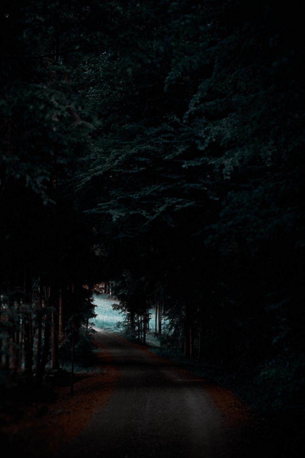 Free Image of Dark Road Flanked by Trees 