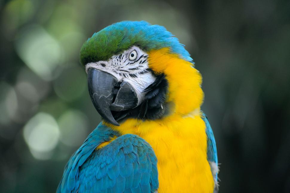 Free Image of Blue and Yellow Parrot Perched on Branch 