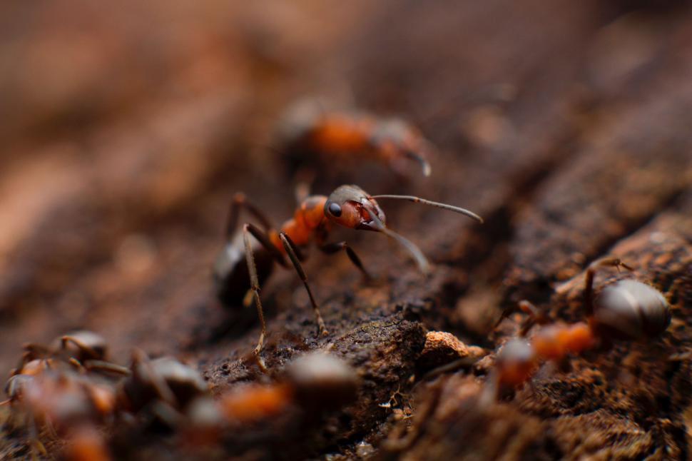 Free Image of Group of Ants Crawling on a Tree Trunk 
