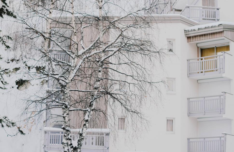 Free Image of Snow Covered Tree in Front of White Building 