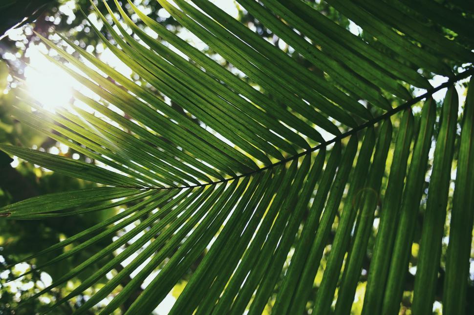 Free Image of Sunlight Filtering Through Palm Leaf 