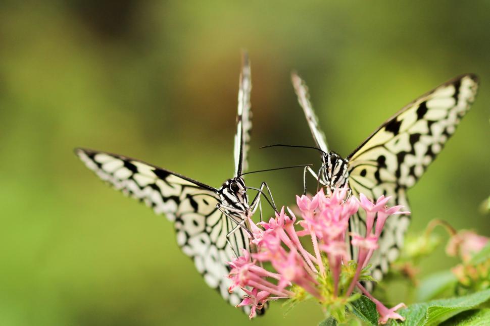 Free Image of Two Butterflies Perched on Pink Flower 
