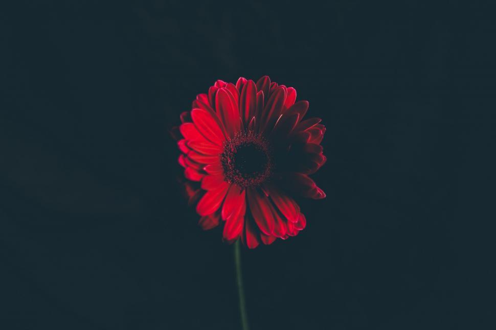 Free Image of Red Flower in Black Background 