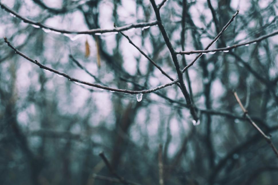 Free Image of Tree Branch With Water Droplets 