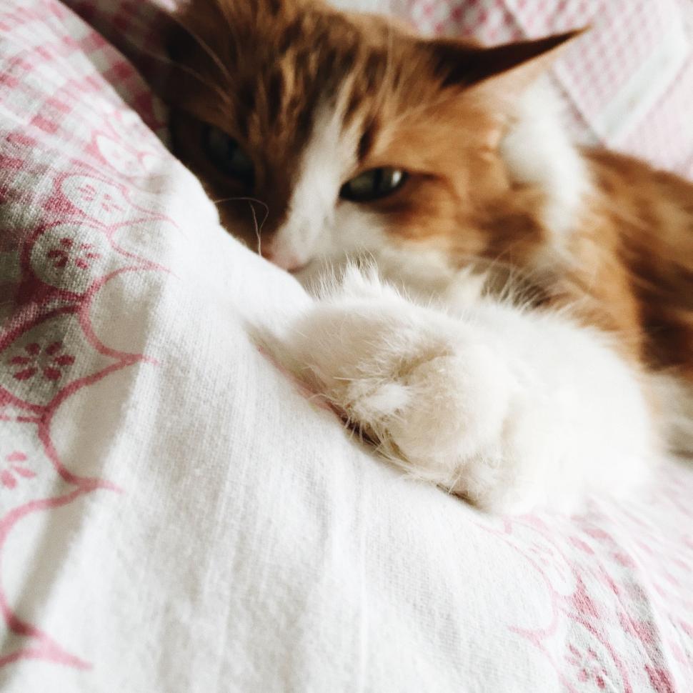 Free Image of Orange and White Cat Laying on Bed 