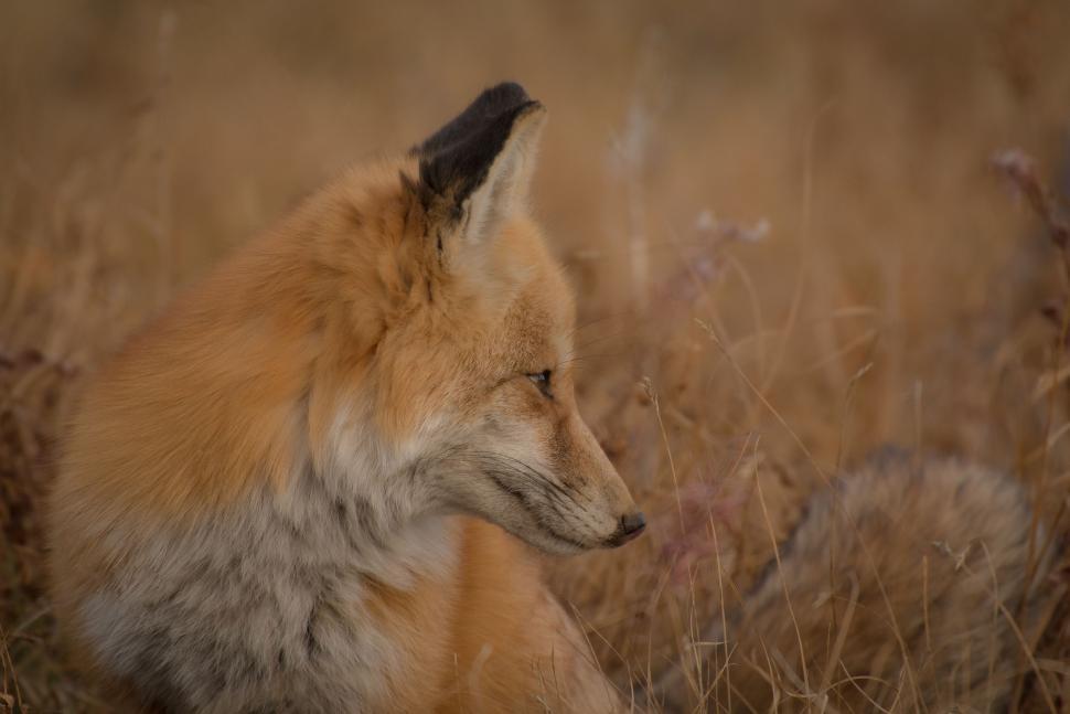 Free Image of Fox Close Up in Field of Tall Grass 