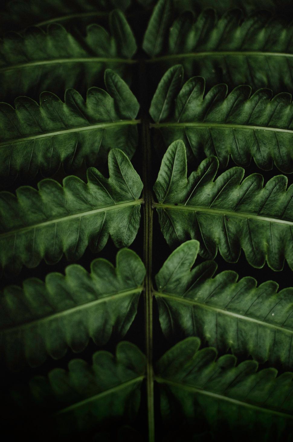 Free Image of Close Up of a Green Plant Leaf 