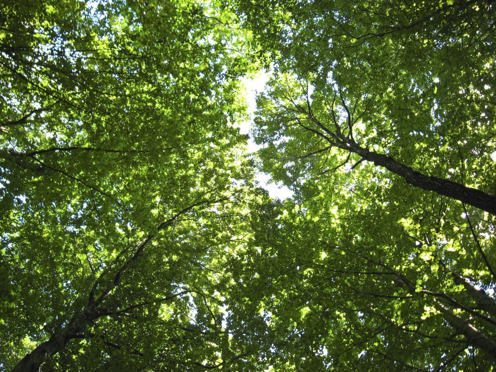 Free Image of Forest canopy 