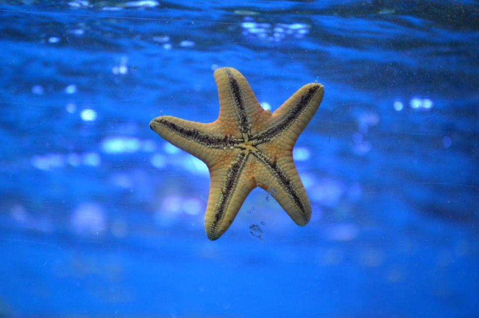 Free Image of Starfish Swimming in Blue Ocean 