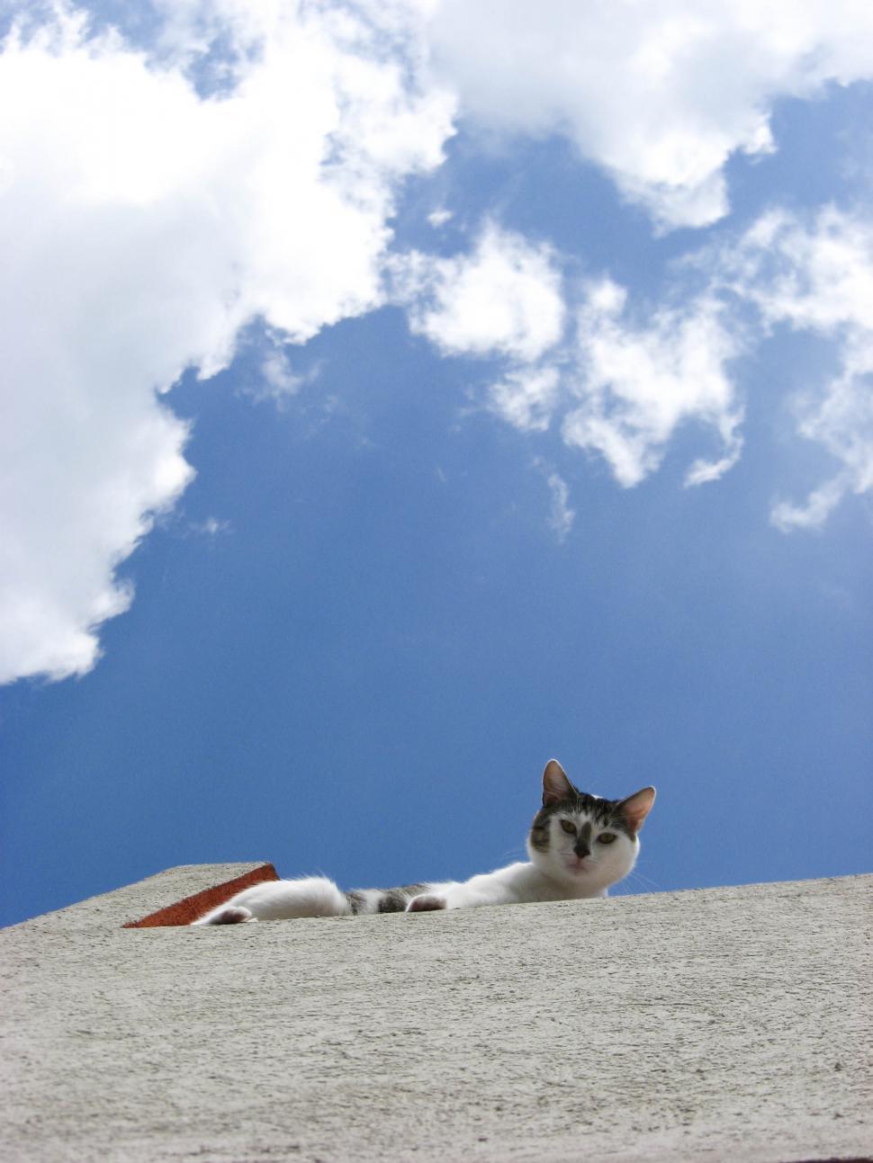Free Image of Cat on the roof 