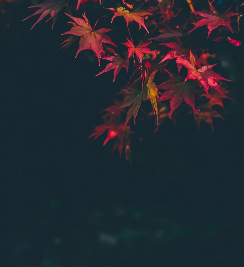 Free Image of Tree With Red Leaves in the Dark 