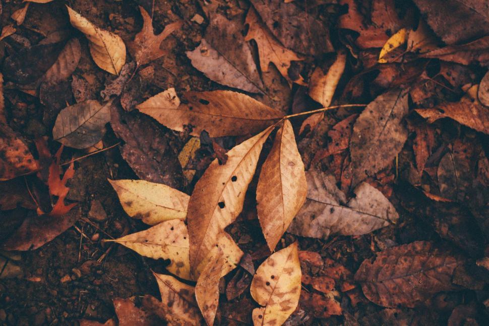 Free Image of Group of Leaves Laying on the Ground 