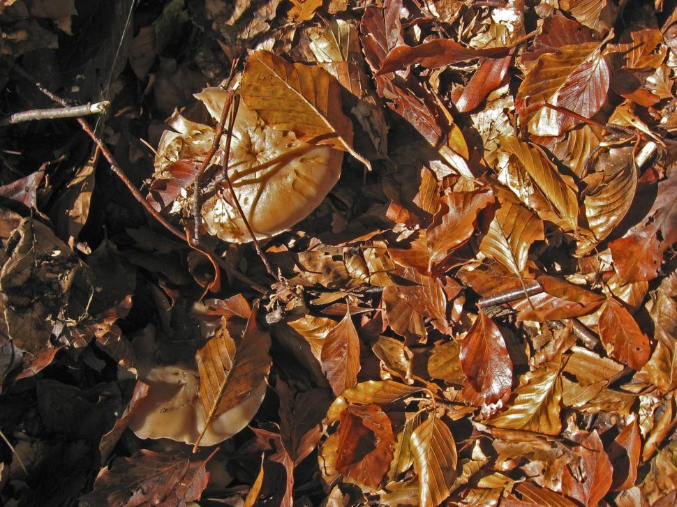 Download Free Stock Photo of Fallen leaves 
