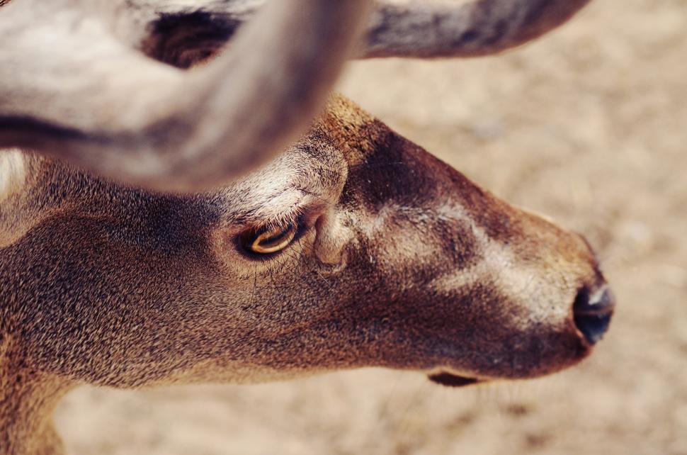 Free Image of Close Up of a Deers Head and Antlers 