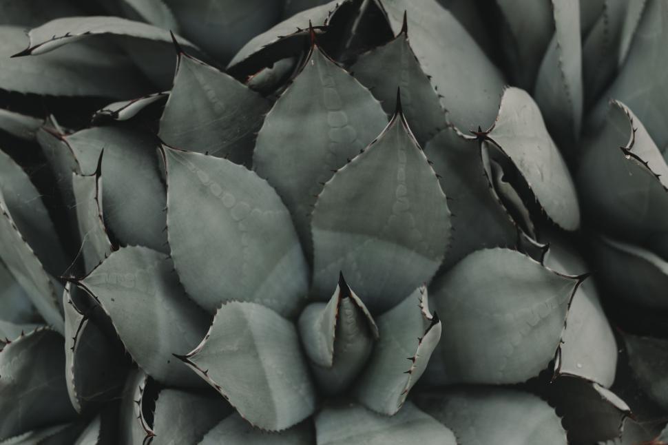 Free Image of Monochromatic Plant With Leaves 