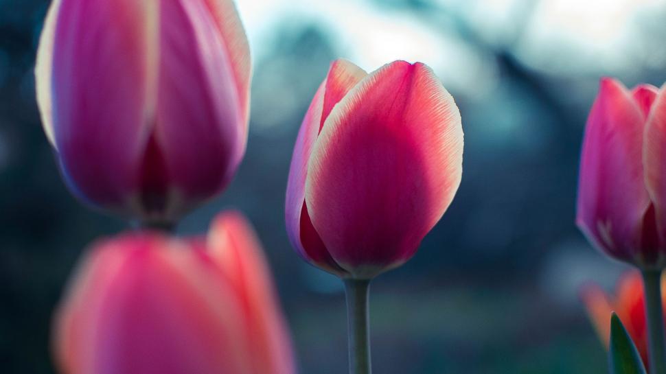 Free Image of Group of Pink Tulips With Blurry Background 