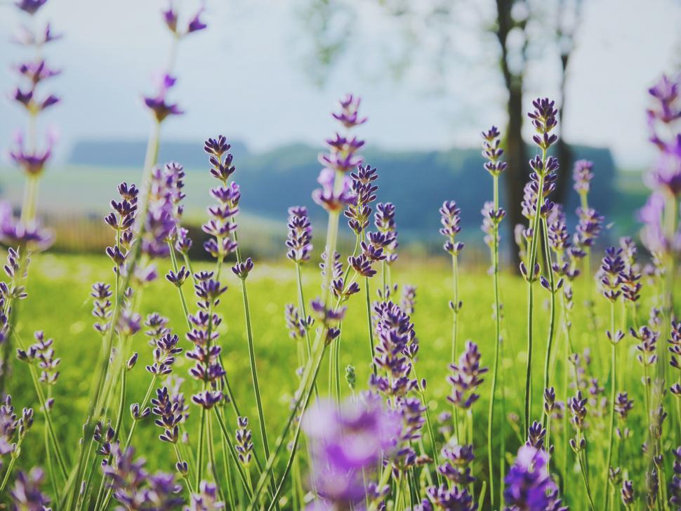 Free Image of Field of Purple Flowers With Trees 
