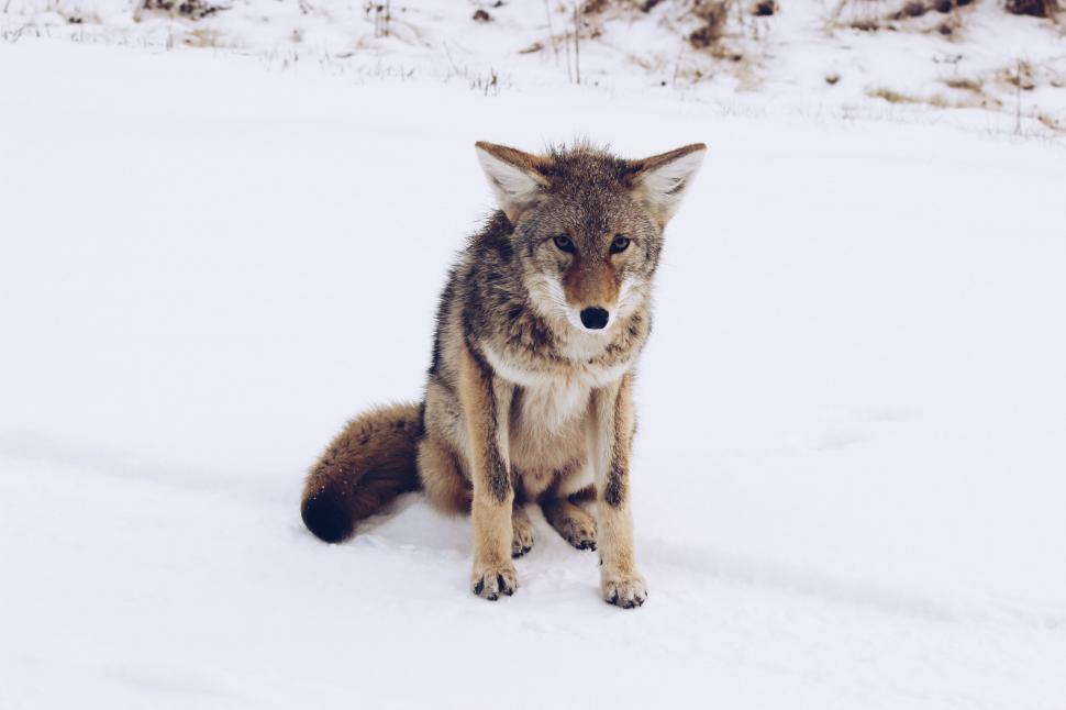 Free Image of Wolf Sitting in Snow, Staring at Camera 