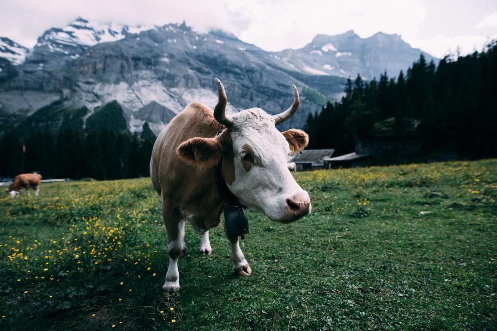 Free Image of Brown and White Cow Standing on Top of Lush Green Field 