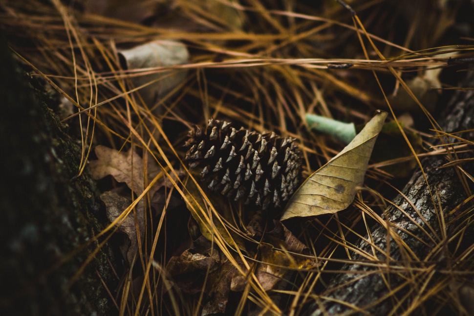 Free Image of Close Up of a Pine Cone on the Ground 
