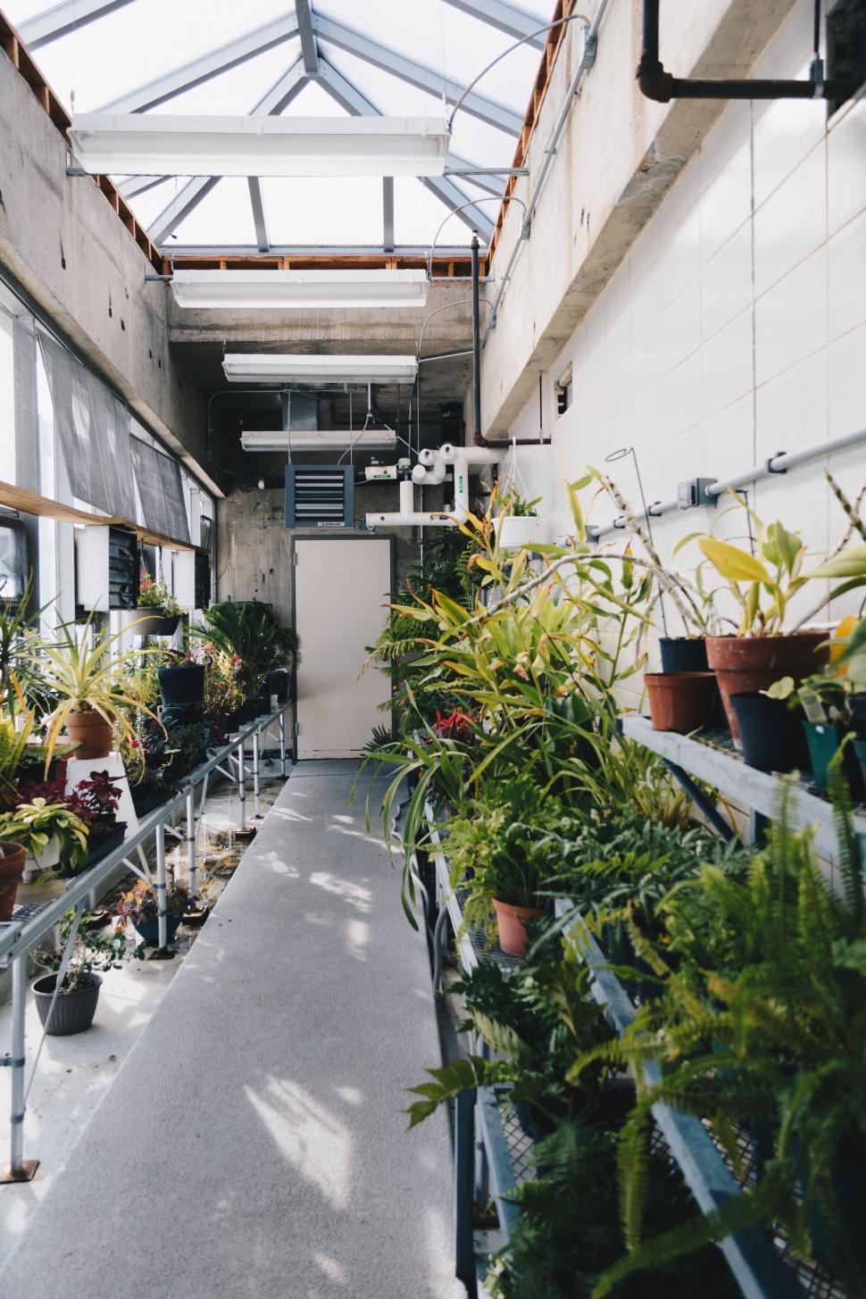 Free Image of Lush Greenhouse Filled With Abundant Plants 