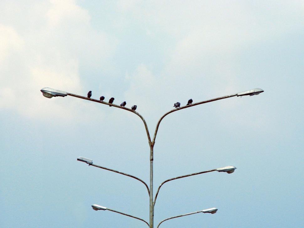 Free Image of Street Light With Birds Perched 