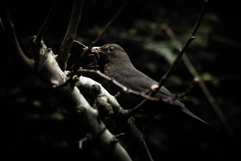 Free Image of Bird Perched on Branch 