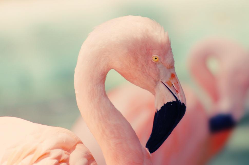 Free Image of Two Flamingos Standing Close Together 