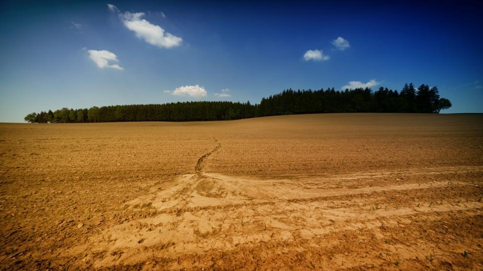 Free Image of Trees on a Dirt Field 