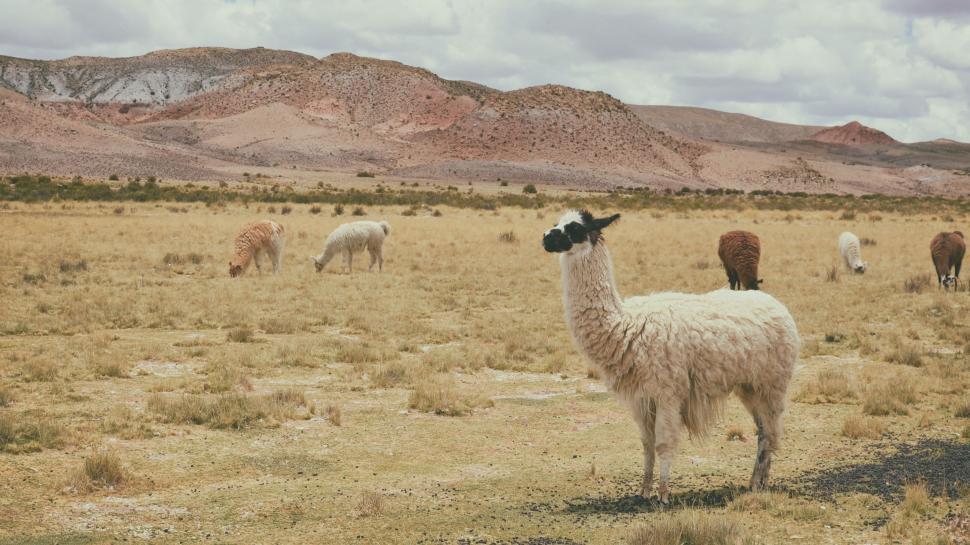Free Image of Herd of Llamas Grazing in the Desert 