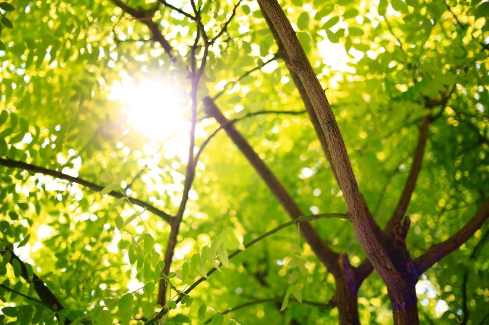 Free Image of Sun Shines Through Leaves of a Tree 