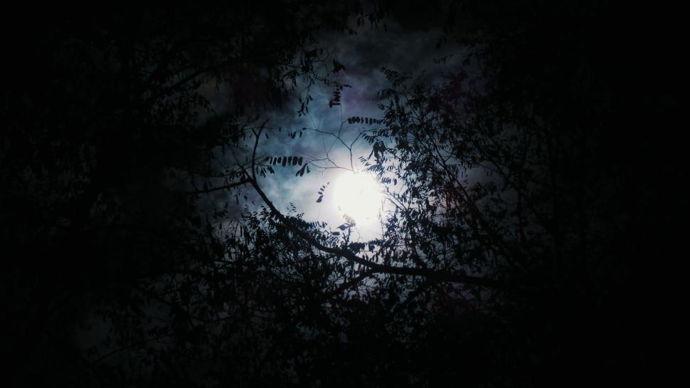 Free Image of Full Moon Peeking Through Tree Branches 