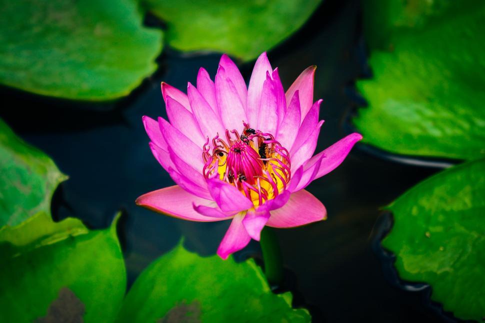 Free Image of Pink Water Lily With Bee 