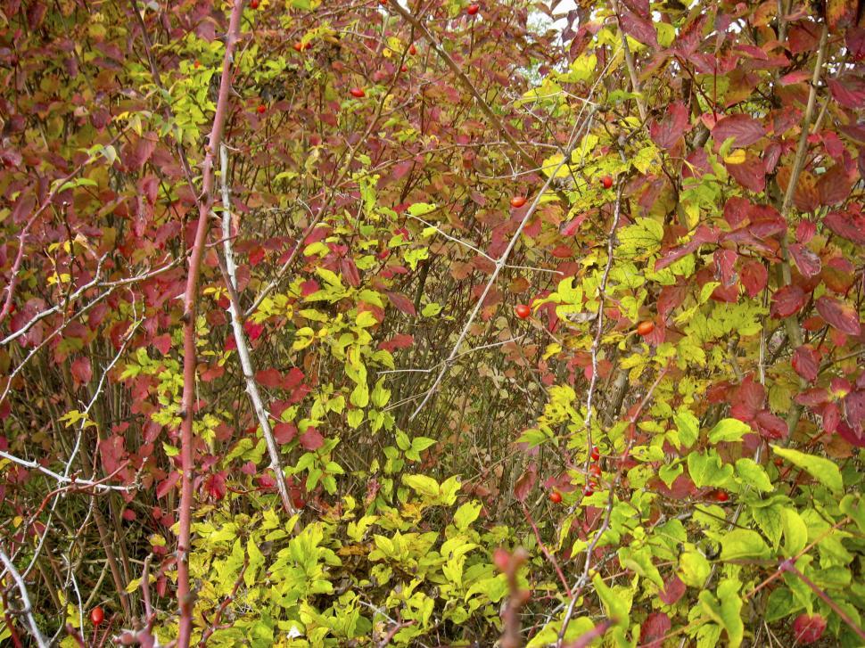 Free Image of trees with red and green leaves 