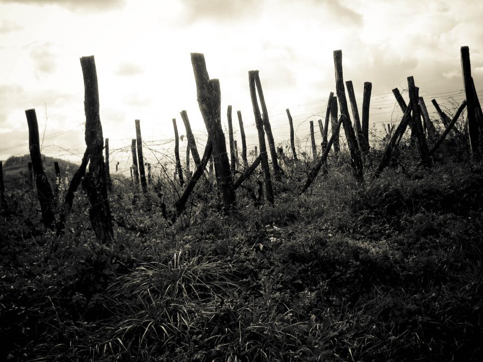 Free Image of fences in the countryside 