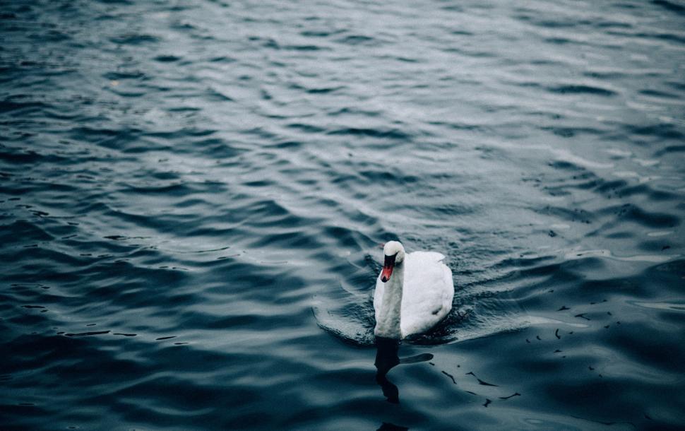 Free Image of White Swan Floating on Body of Water 