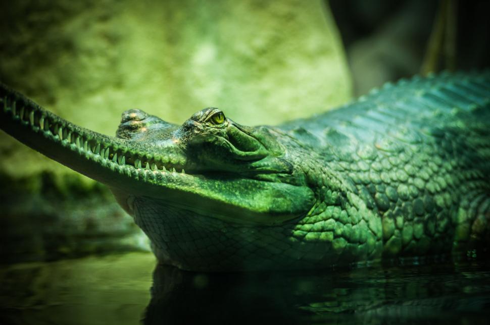 Free Image of Close Up of a Large Alligator in the Water 