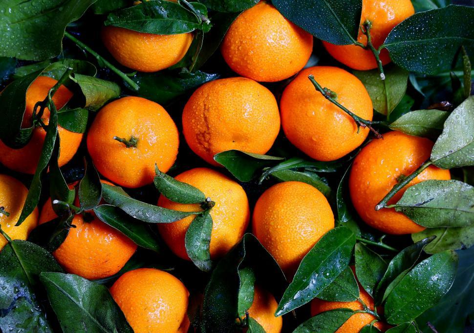 Free Image of A Bunch of Oranges Hanging on a Tree 