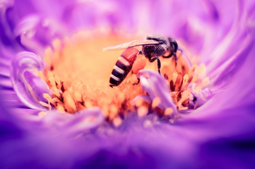 Free Image of Bee Sitting on Top of a Purple Flower 