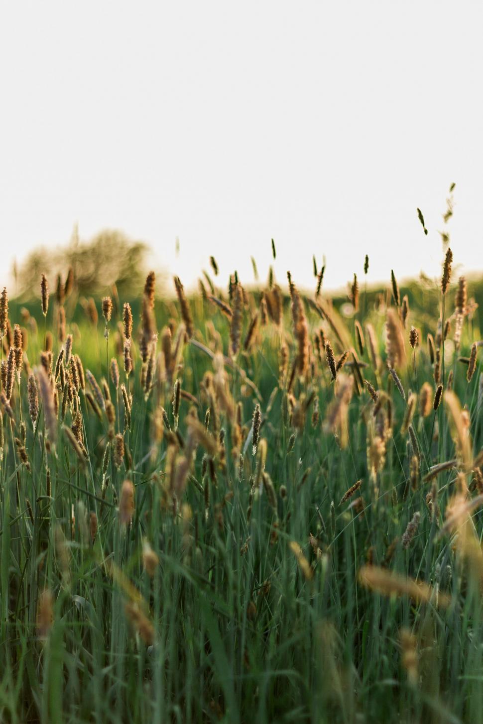 Free Image of Field of Tall Grass With Trees in the Background 