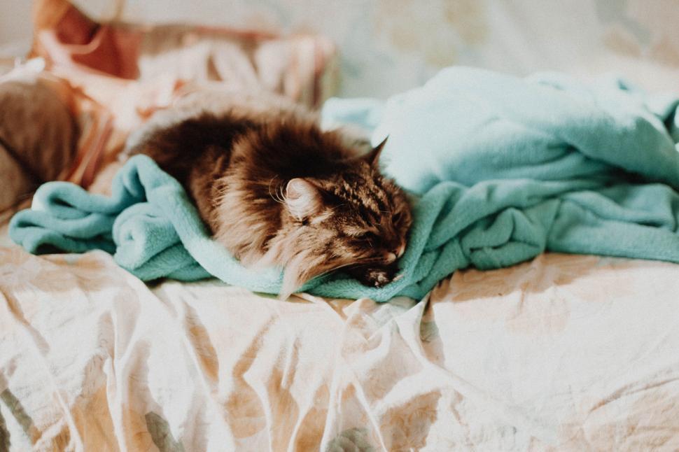 Free Image of A Cat Sleeping on a Blanket on a Bed 