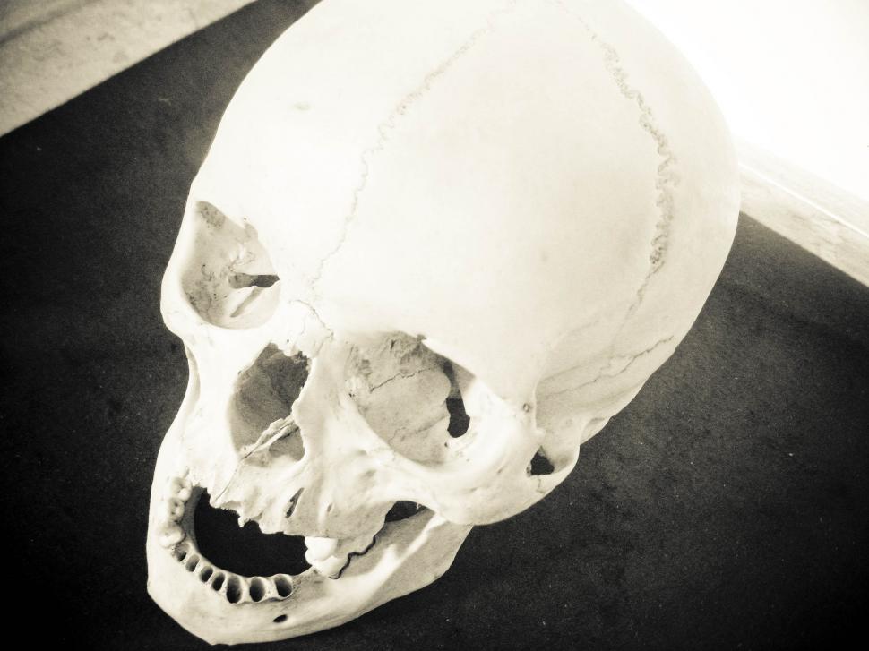 Free Image of human skull 