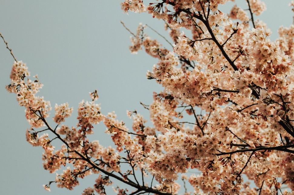 Free Image of Tree With Pink Flowers Against Blue Sky 